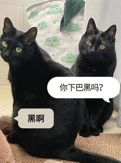 看到黑猫代表什么|黑猫的象征是什么？